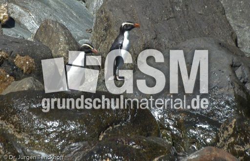 Dickschnabelpinguin (22 von 45).jpg